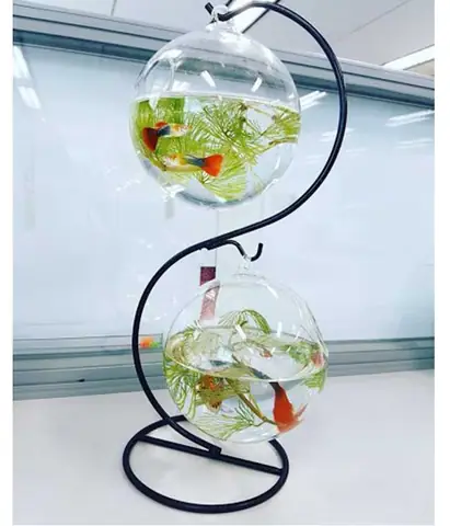 Bể Cá Treo Để Bàn