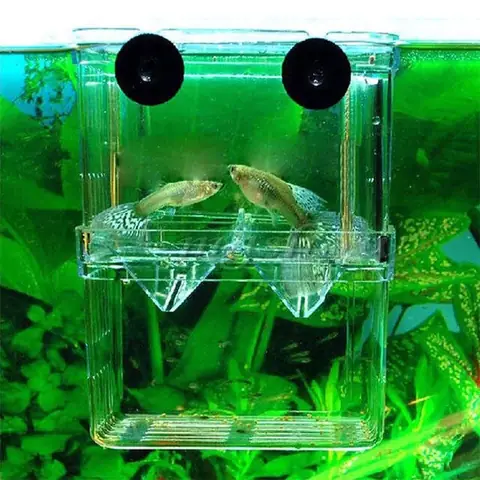 Bể Cho Cá Đẻ