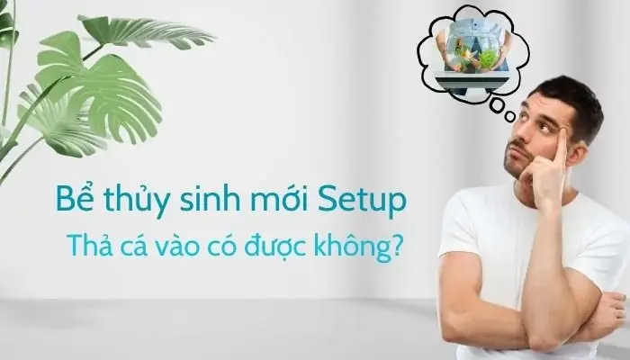 Bể Mới Setup Có Nên Thả Cá