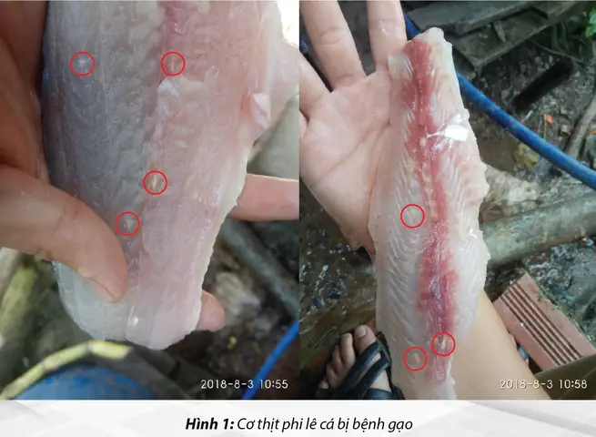 Bệnh Gạo Trên Cá Tra