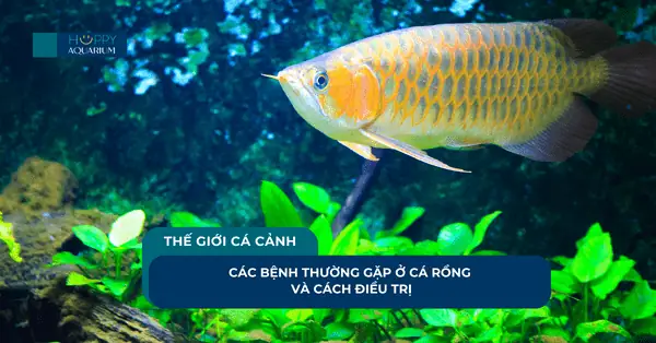 Bệnh Thường Gặp Ở Cá Rồng