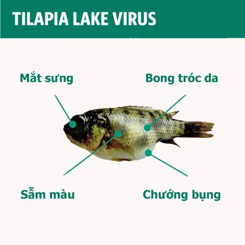 Bệnh Tilv Trên Cá Rô Phi