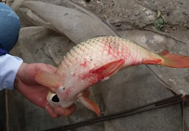 Bệnh Trên Cá Chép