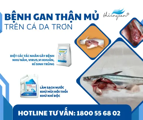 Bệnh Trên Cá Da Trơn