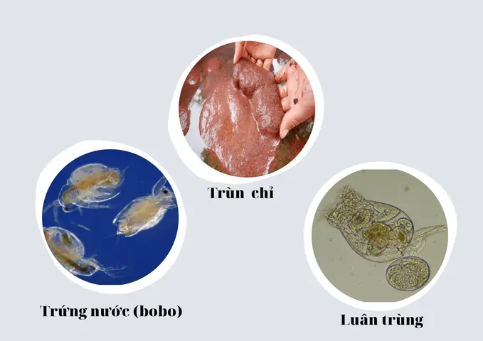 Bobo Cho Cá Bột