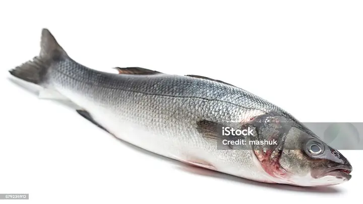Branzino Là Cá Gì