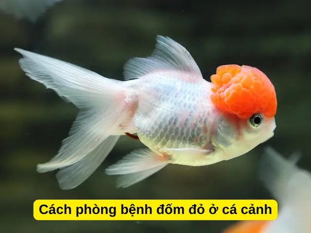Cá 3 Đuôi Bị Bệnh