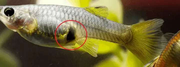 Cá 7 Màu Bị Lòi Ruột