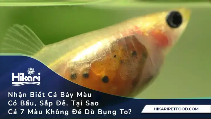 Cá 7 Màu Có Bầu Bao Lâu Cá 7 Màu Có Bầu Bao Lâu