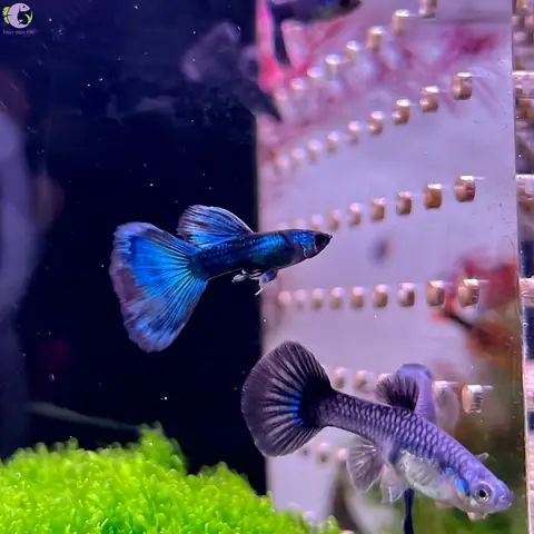 Cá 7 Màu Dark Blue