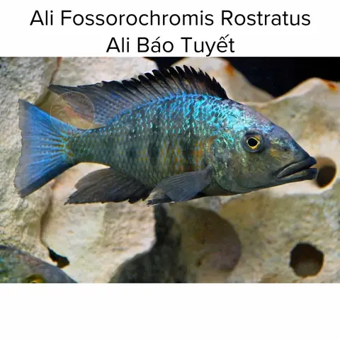 Cá Ali Báo Tuyết