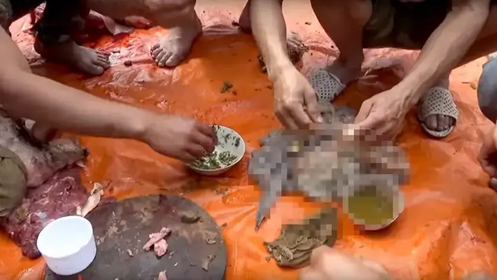 Cá Ăn Phân Cá Cảnh