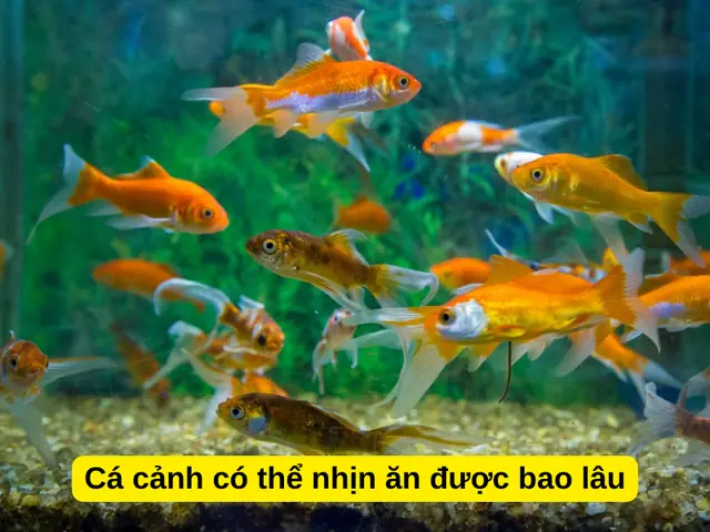Cá Ba Đuôi Nhịn Ăn Được Bao Lâu