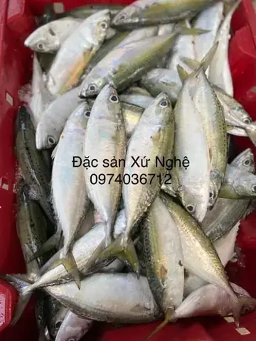 Cá Bạc Má Có Mấy Loại