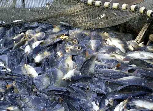 Cá Basa Được Nuôi Ở Đâu