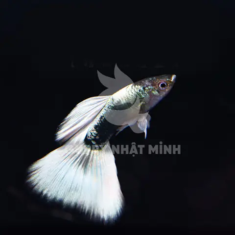 Cá Bảy Màu Cao Cấp