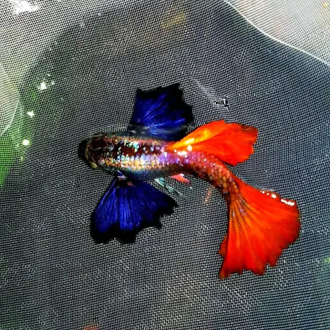 Cá Bảy Màu Dumbo Red Tail Ribbon