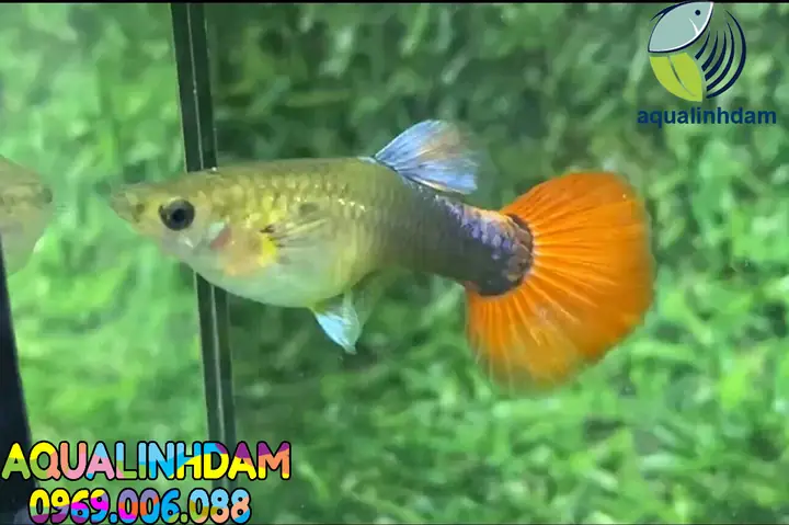 Cá Bảy Màu Mái