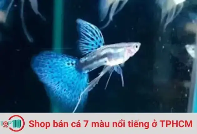 Cá Bảy Màu Nguyễn Phát