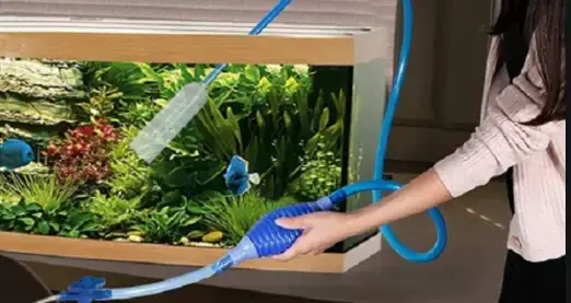 Cá Bảy Màu Nổi Trên Mặt Nước
