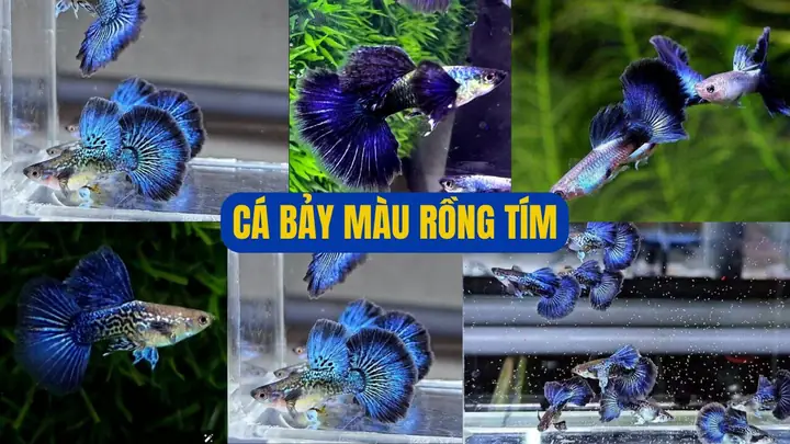 Cá Bảy Màu Rồng Giá Bao Nhiêu
