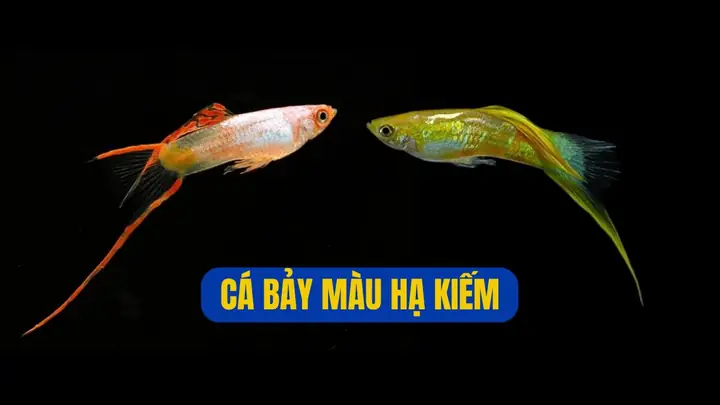 Cá Bảy Màu Suối