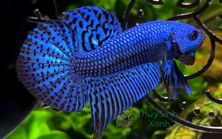 Cá Betta Bỏ Ăn