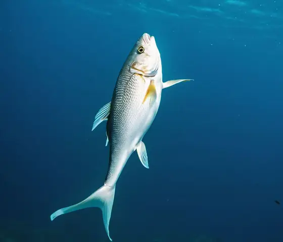 Cá Betta Bơi Đứng