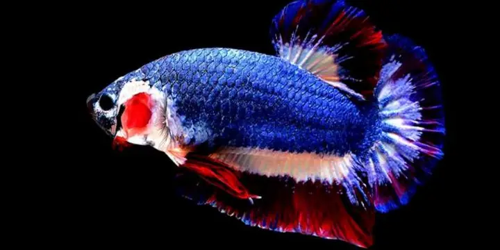Cá Betta Đắt Nhất