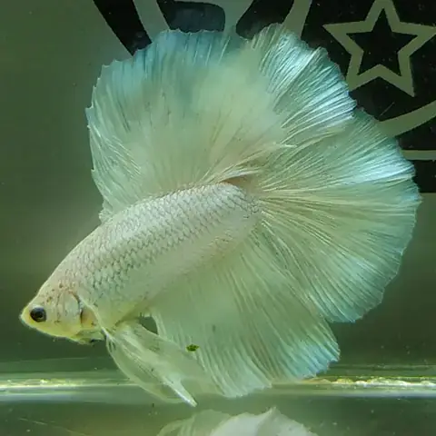 Cá Betta Đẹp Hcm