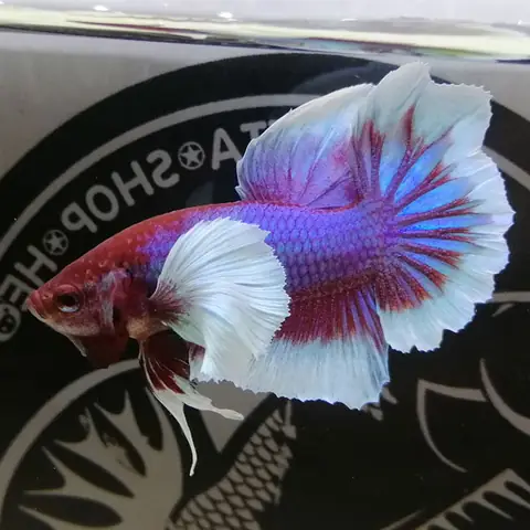 Cá Betta Dumbo Vây Bơi To