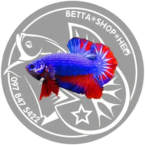 Cá Betta Fancy Giá Bao Nhiêu