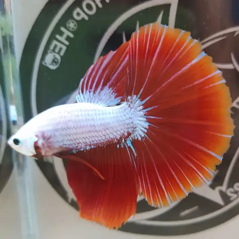 Cá Betta Fancy Halfmoon