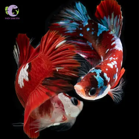 Cá Betta Galaxy Đẹp