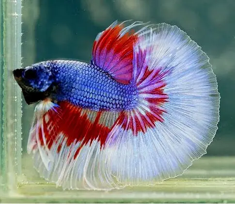 Cá Betta Hải Phòng