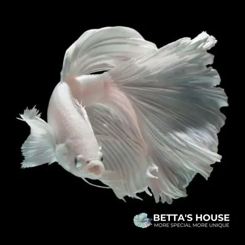 Cá Betta Halfmoon Đẹp