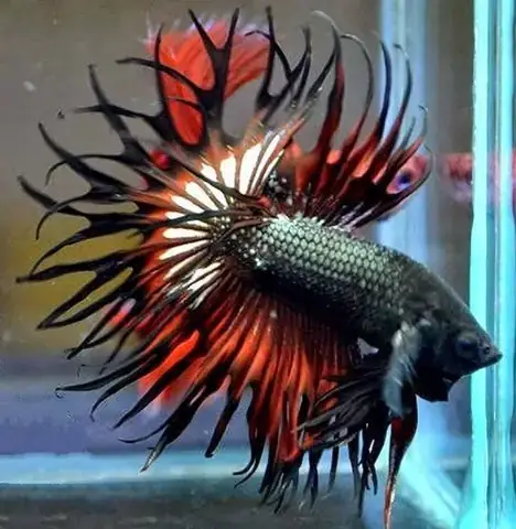 Cá Betta Halfmoon Thái