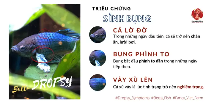 Cá Betta Lười Bơi
