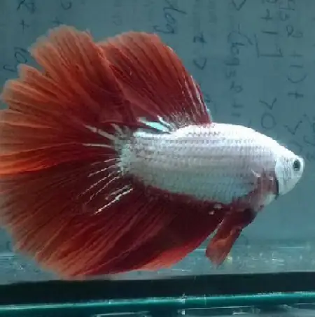 Cá Betta Rồng Đỏ Hafmoon