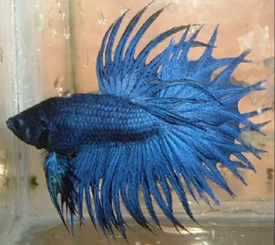 Cá Betta Rồng Đuôi Tưa