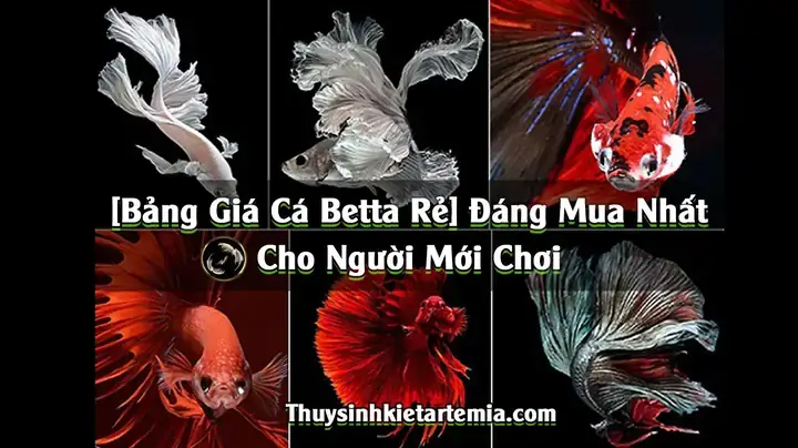 Cá Betta Rồng Giá Bao Nhiêu