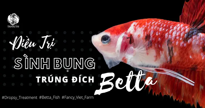 Cá Betta Sình Bụng Cá Betta Sình Bụng