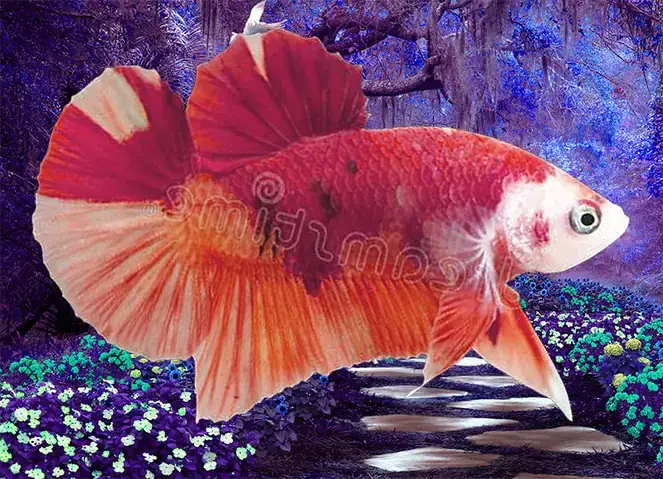 Cá Betta Size Lớn