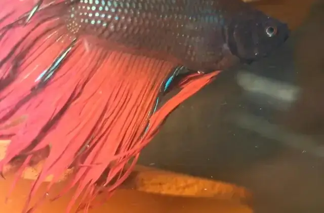 Cá Betta Trống Ăn Trứng