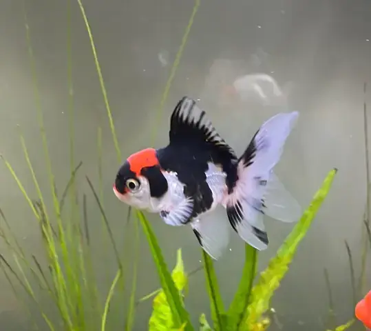 Cá Bị Đen Người