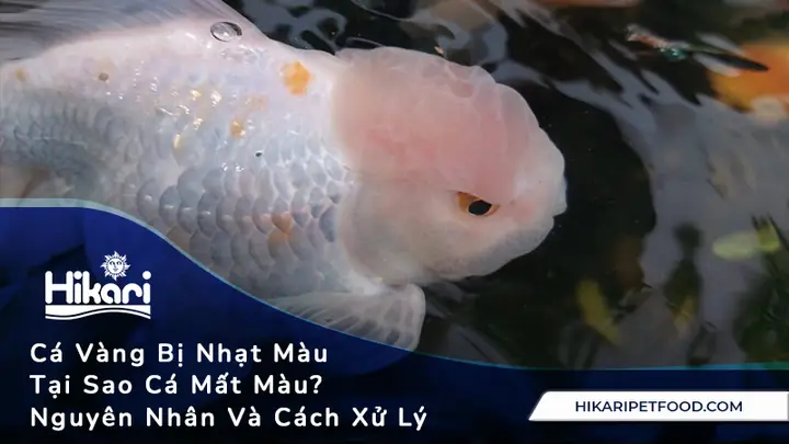 Cá Bị Nhạt Màu