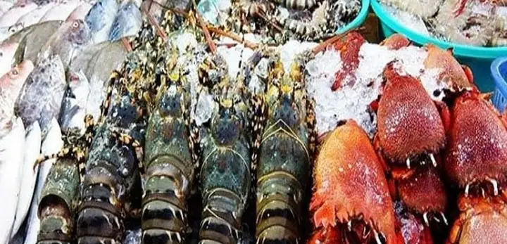 Cá Biển Bình Thuận