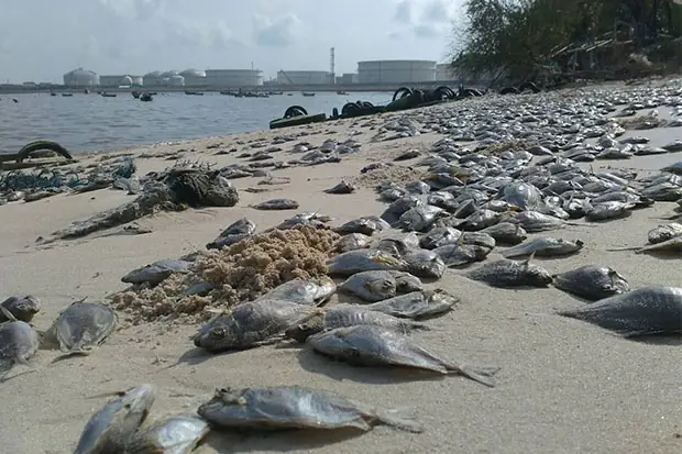 Cá Biển Chết Hàng Loạt
