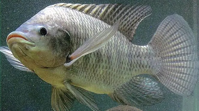 Cá Biển Giống Cá Rô Phi