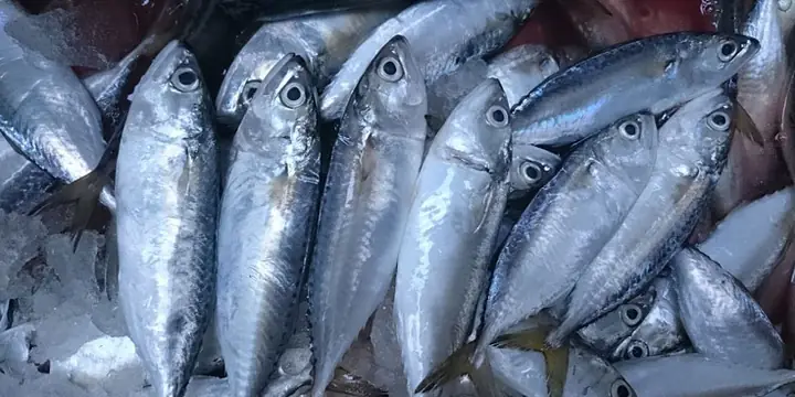Cá Biển Nhiễm Độc